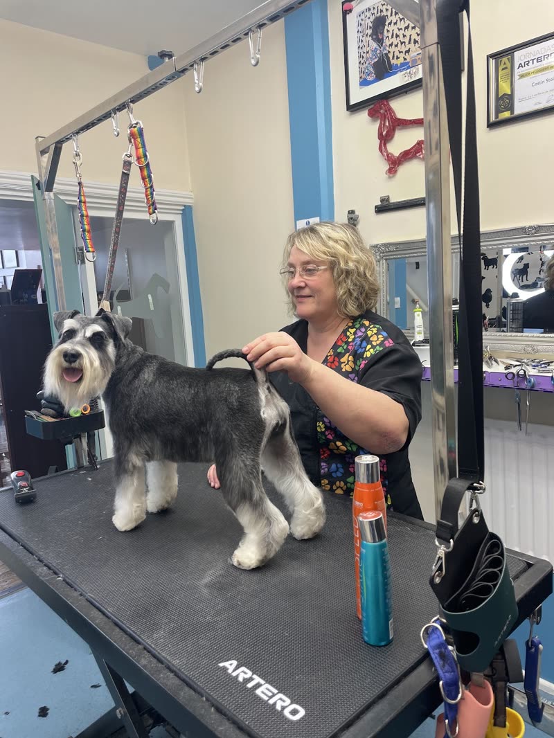A clipped schnauzer standing on the grooming table